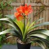 Peach Glow - Image 4