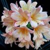 Peach Glow - Image 3