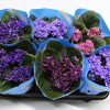 Lavender Dream - Image 3