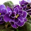 Lavender Dream - Image 4