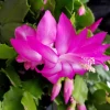Rosewater Bliss - Image 2