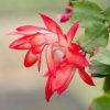 Rosewater Bliss - Image 3