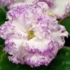 Lavender Dream