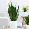 Exotic Plumeria & Jasmine Bouquet - Image 3